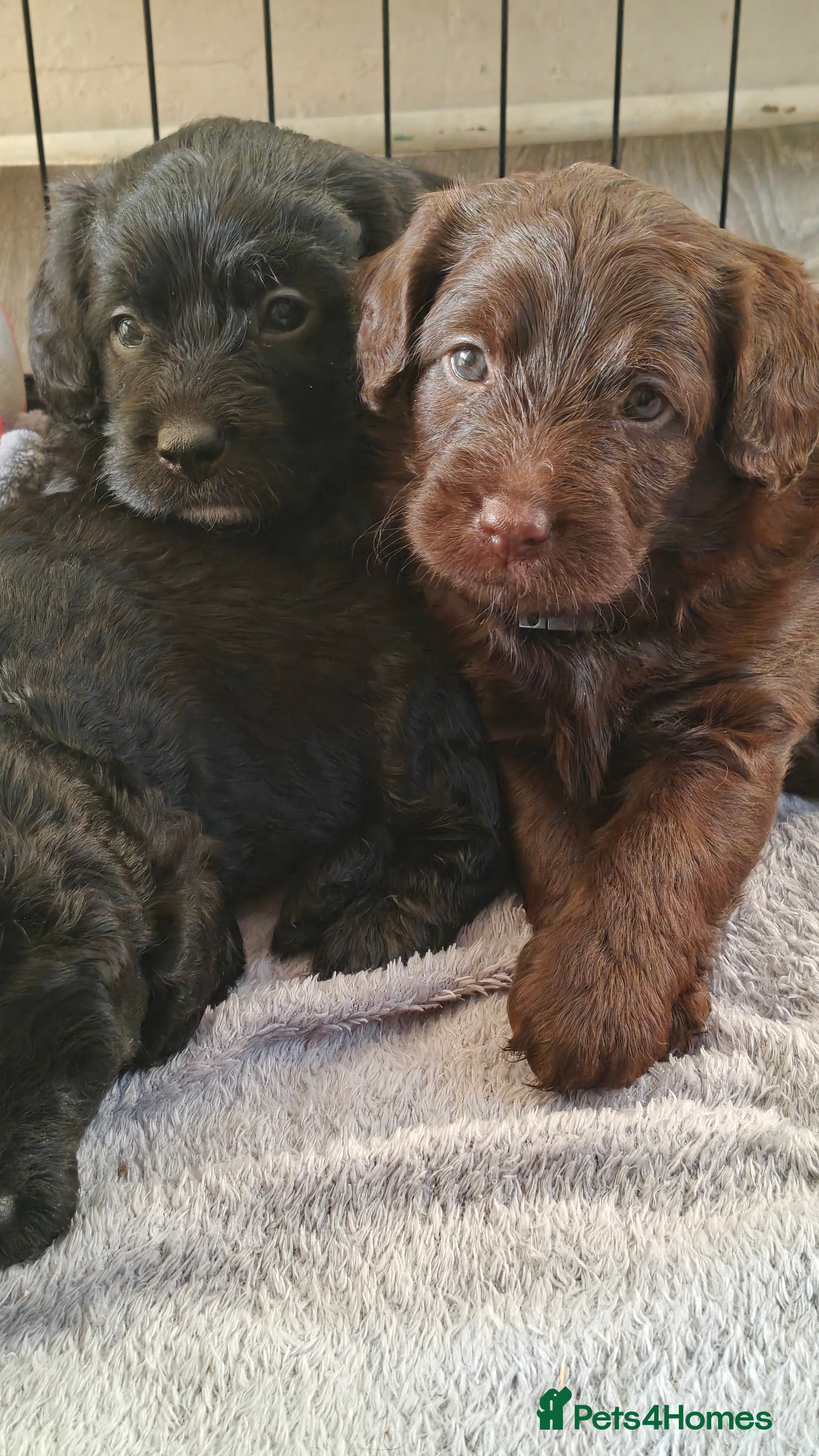 Mixed Breed dogs ✨Genetics Clear Australian Labradoodles✨ - Advert 10