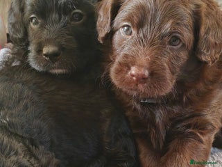 Mixed Breed dogs ✨Genetics Clear Australian Labradoodles✨ - Advert 10