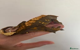 Gecko reptiles for sale: Dark based flame crested gecko  - Image 3