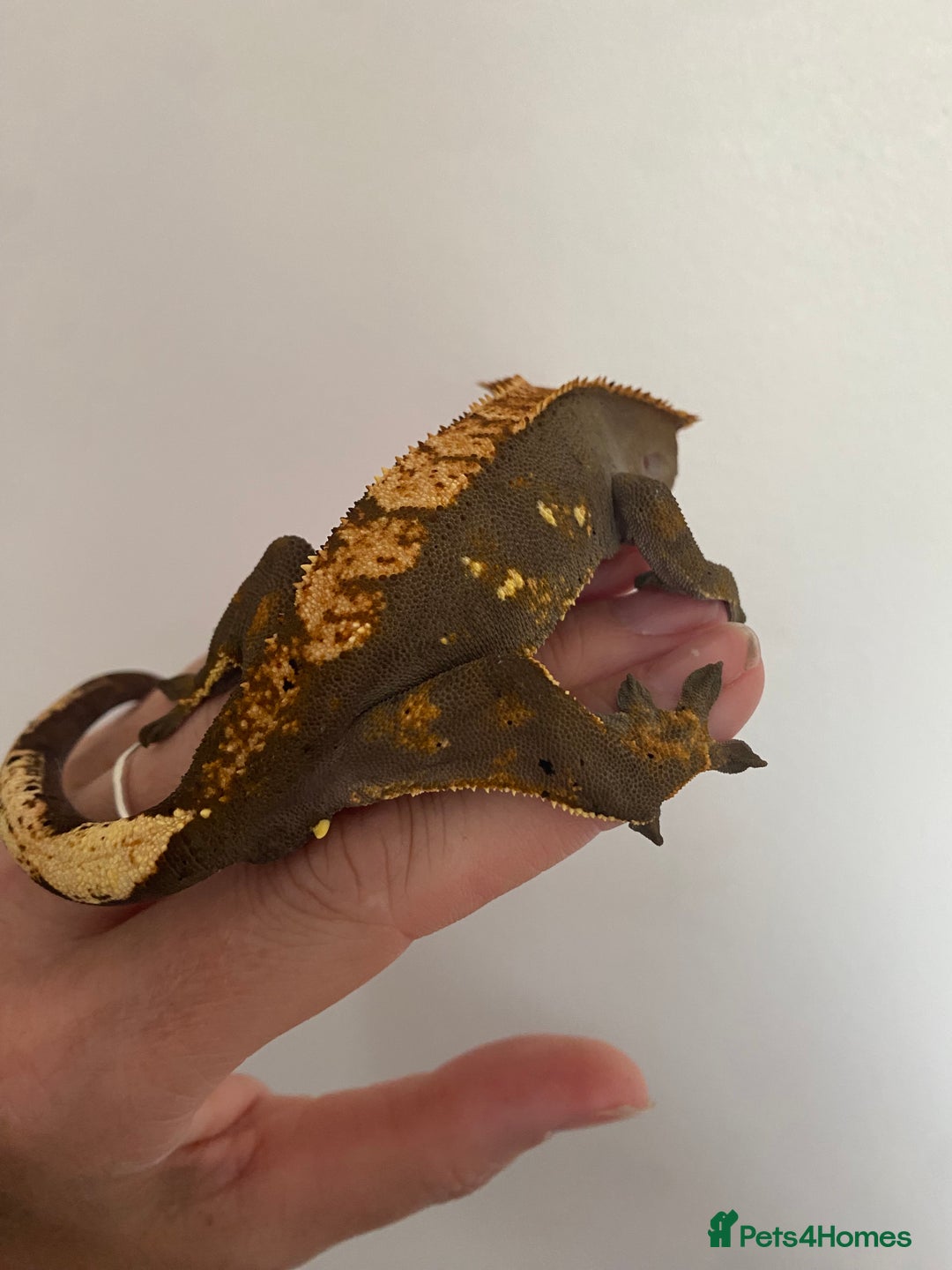 Gecko reptiles for sale: Dark based flame crested gecko  - Image 3