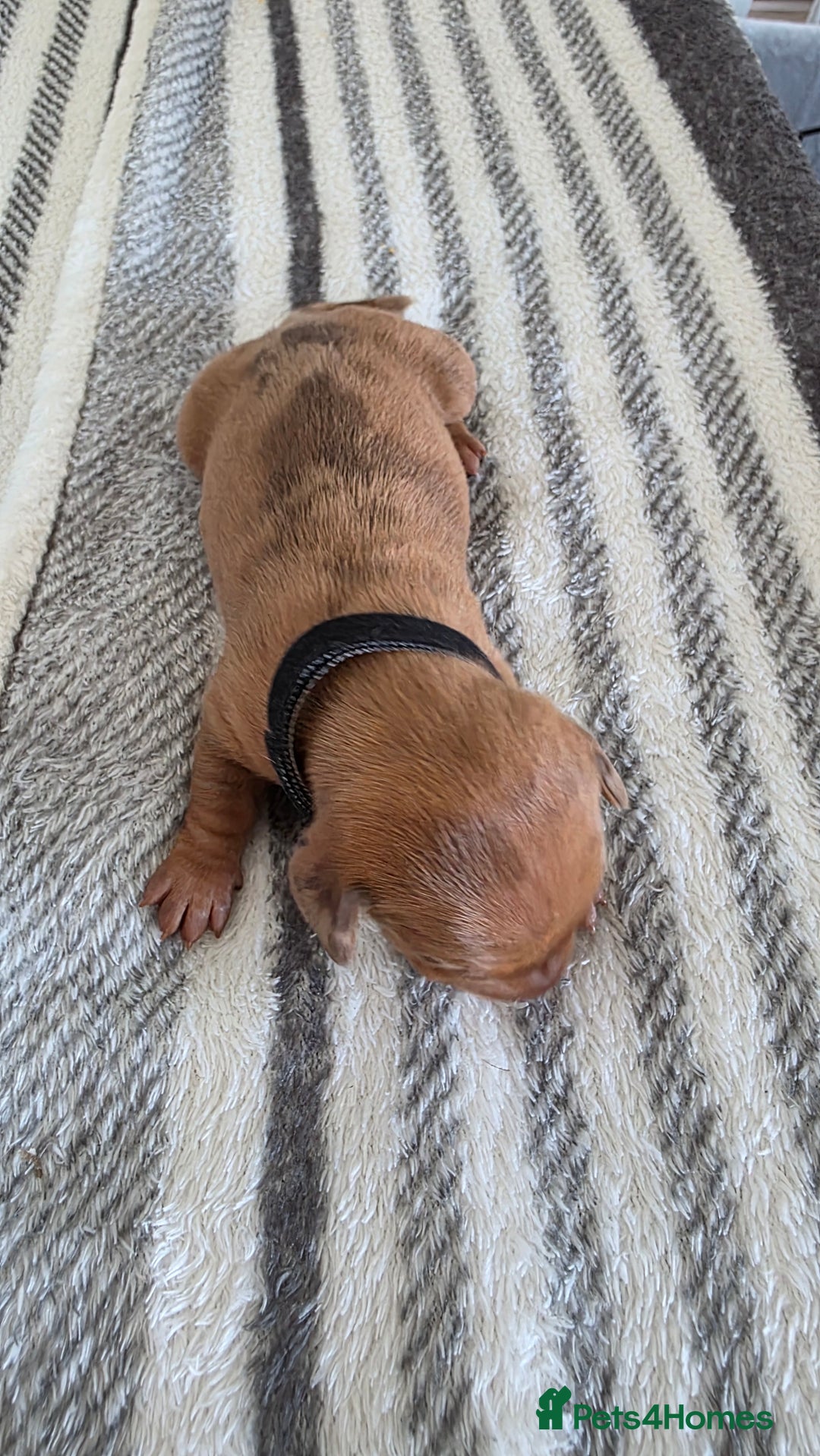 Dachshund dogs for sale: Dachshund tweenies for sale - Image 12