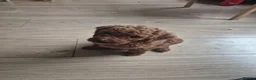 Labradoodle dogs for sale: Toy Labradoodle  in Burntisland - Advert 9