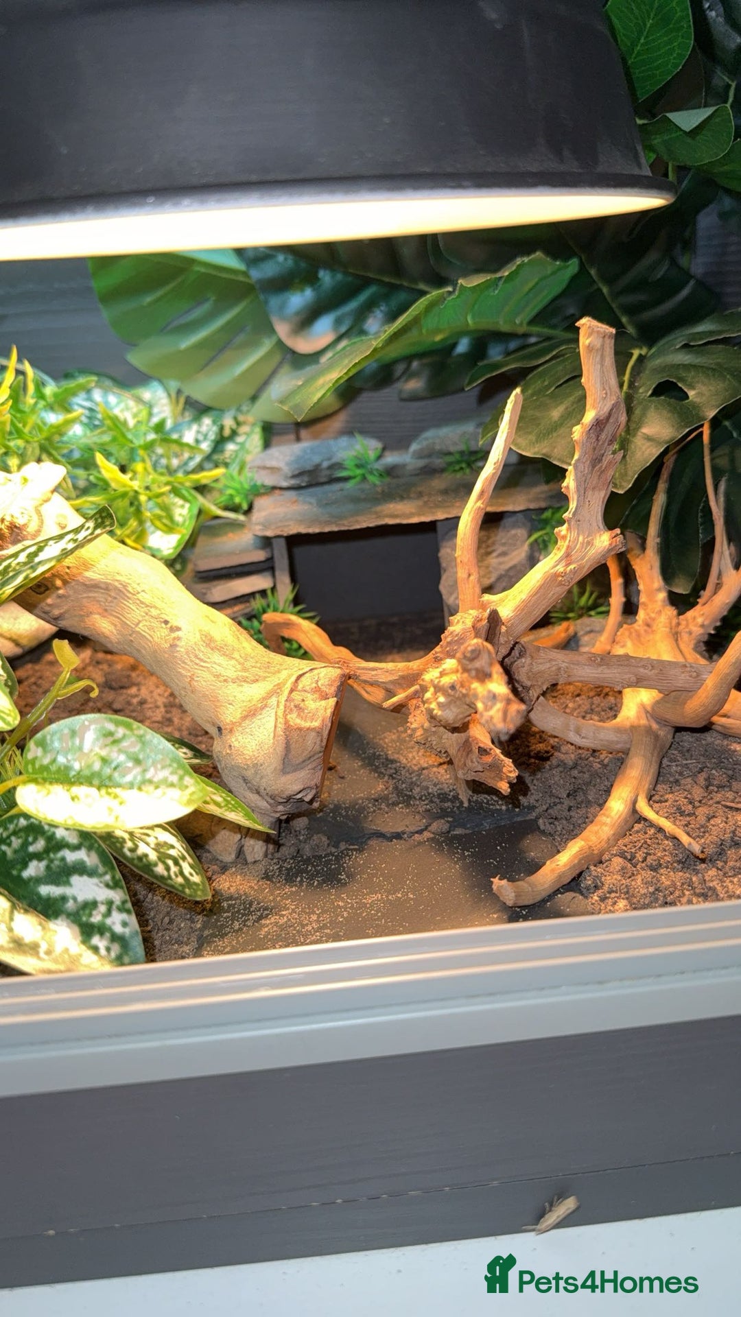 Leopard Gecko reptiles for sale: leopard gecko with setup - Image 7