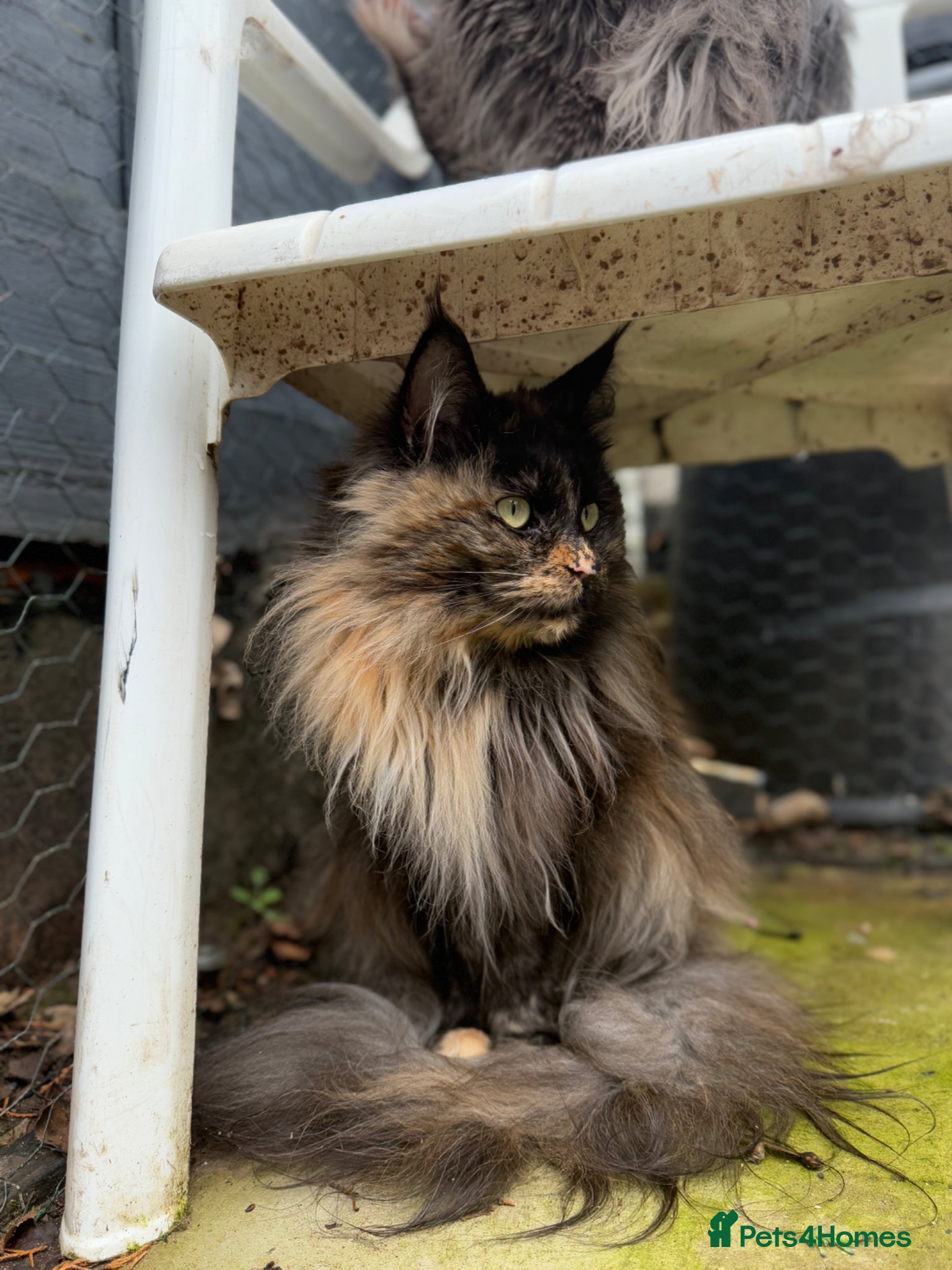 Maine Coon cats TICA breeding / pet Tortie smoke female  - Advert 9