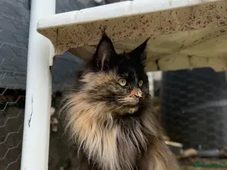 Maine Coon cats TICA breeding / pet Tortie smoke female - Advert 9