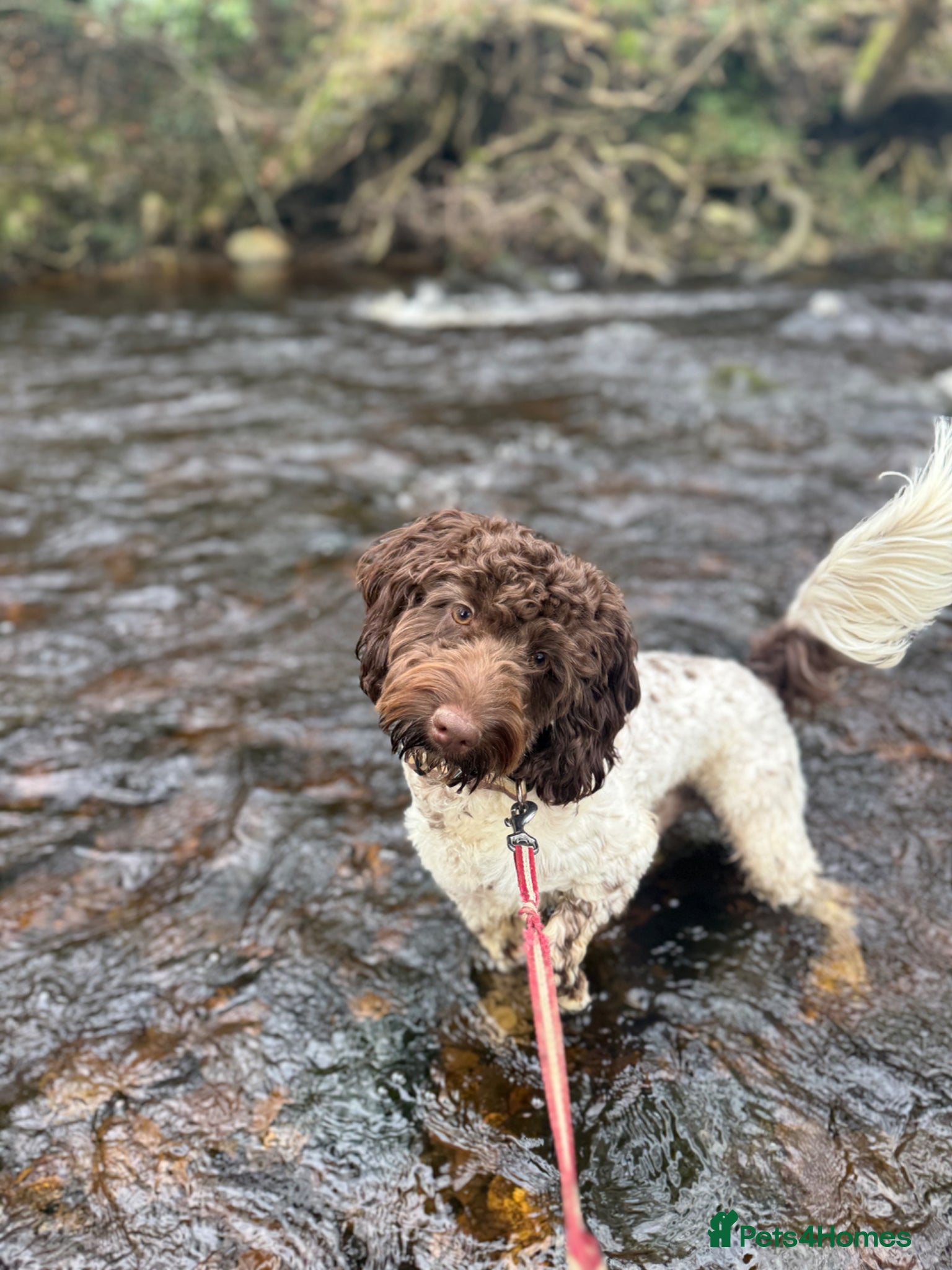 Cockapoo dogs Cockapoo for sale  - Advert 4