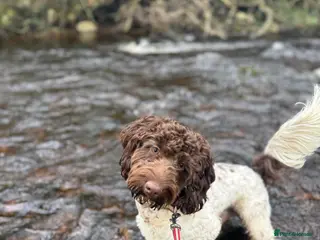 Cockapoo dogs Cockapoo for sale - Advert 3