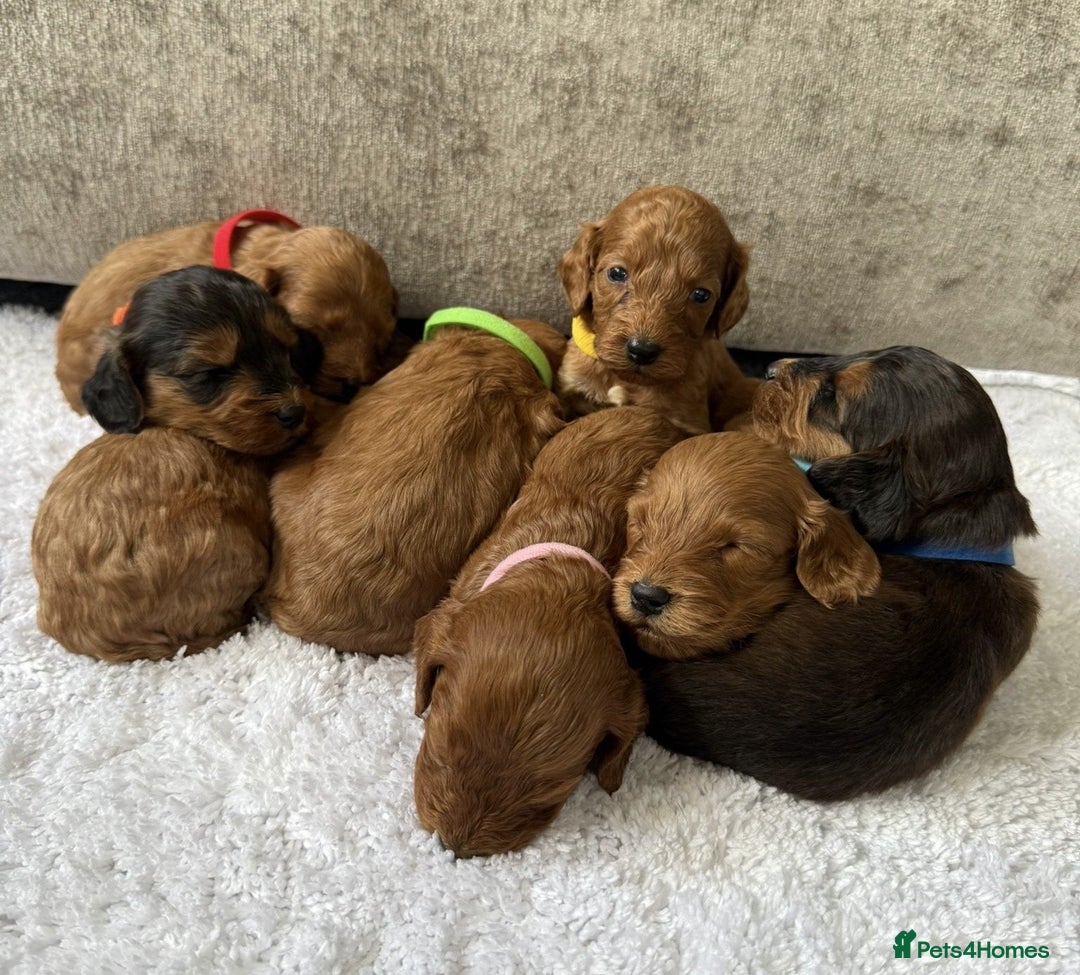 Cockapoo dogs for sale: 8 beautiful f1b cockapoo puppies - Image 3