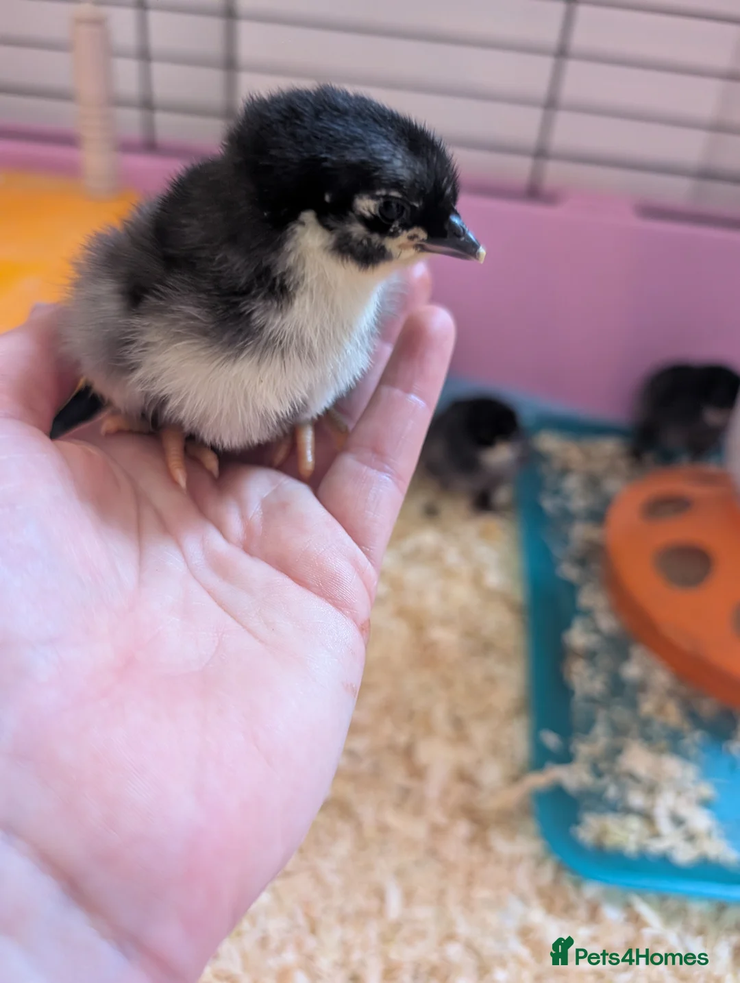 Chickens poultry for sale: Black copper marans/ australorp chicks  - Advert 2
