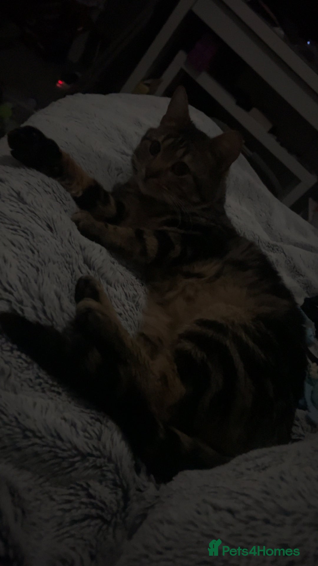 Mixed Breed cats for sale: 16 months old tabby boy asap - Advert 1
