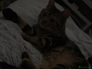 Mixed Breed cats 16 months old tabby boy asap - Advert 1