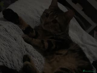 Mixed Breed cats 16 months old tabby boy asap - Advert 16