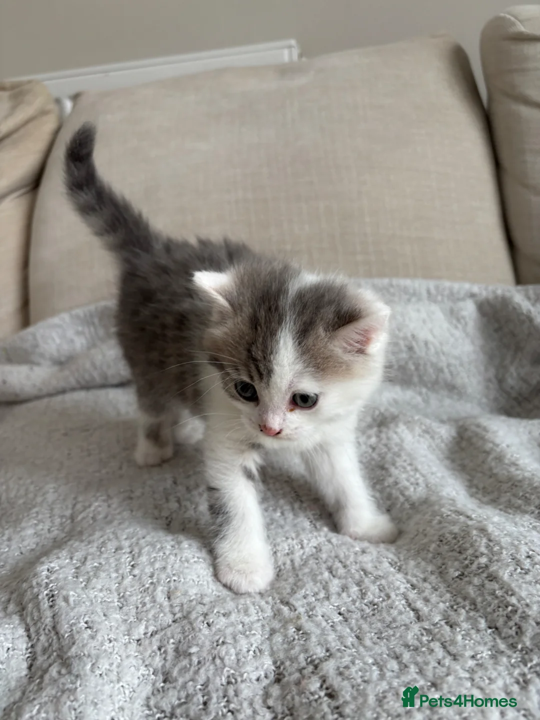 British Shorthair cats for sale: 50% British Shorthair kittens in Rugby - Advert 2