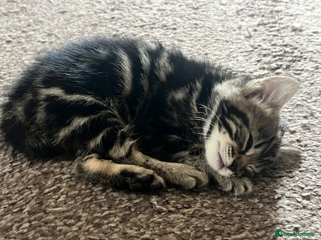 Bengal cats for sale: Beautiful Bengal × Norwegian Forest Kittens in Wallington - Advert 9