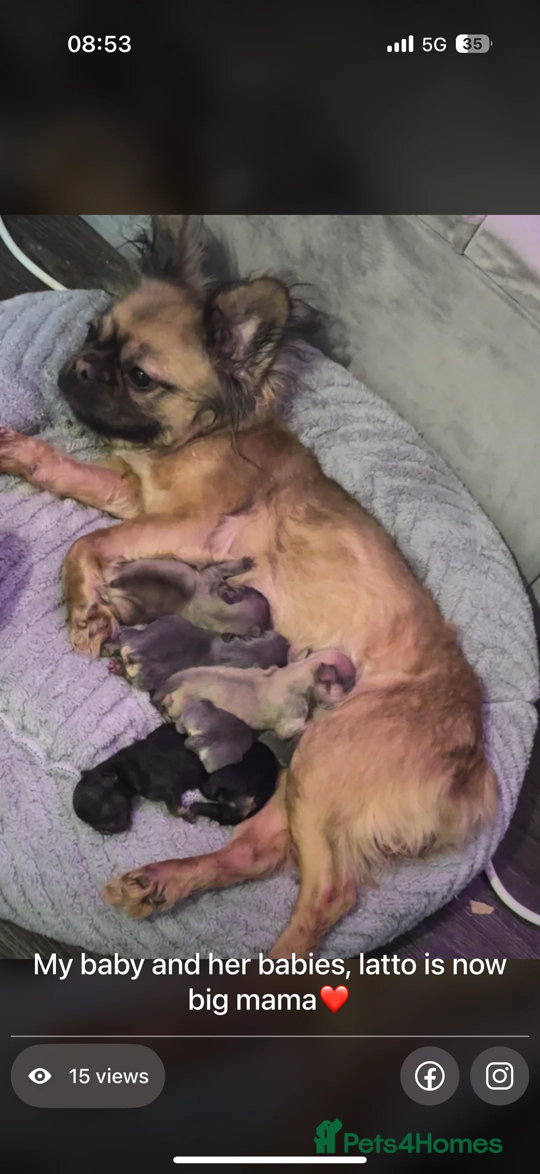 French Bulldog dogs for sale: Fluffy French bulldogs  in Nottingham - Advert 1