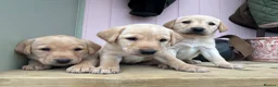 Labrador Retriever dogs for sale: Wonderful Labrador Pups in Stourbridge - Advert 5