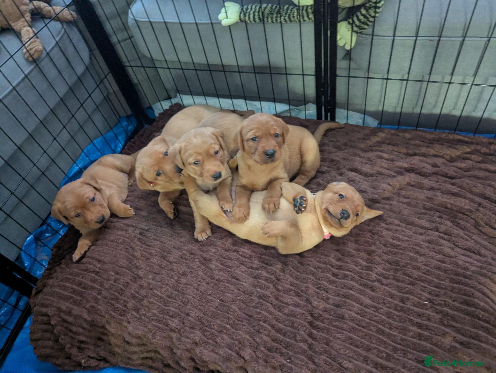 Labrador Retriever dogs Beautiful Fox Red Labrador Retriever Puppies - Advert 2