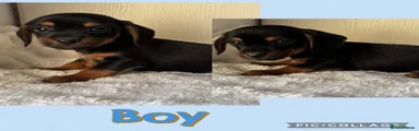 Jackshund 2