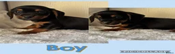 Jackshund dogs for sale: Mini dachshund cross jack puppies  - Advert 2
