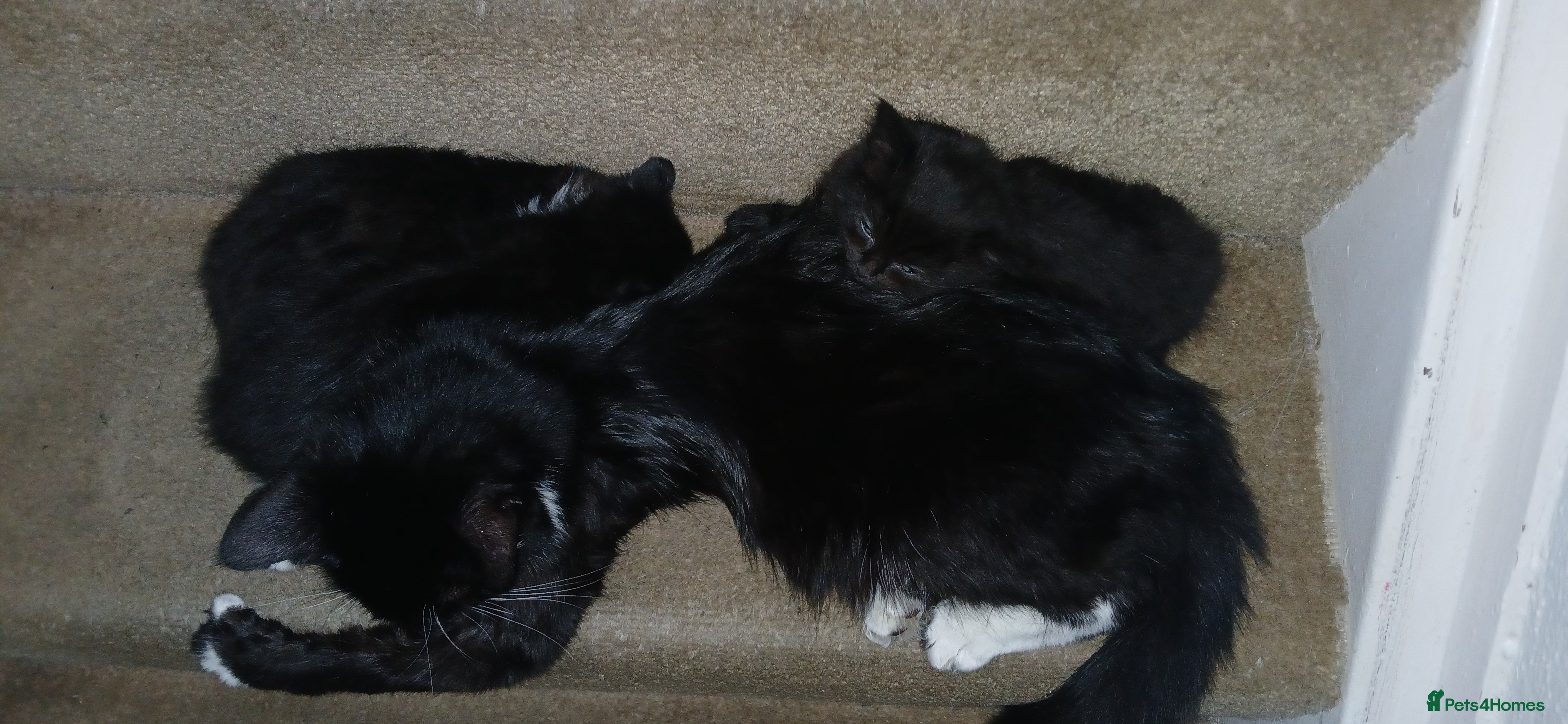 Mixed Breed cats 3 loveable kittens - Advert 1