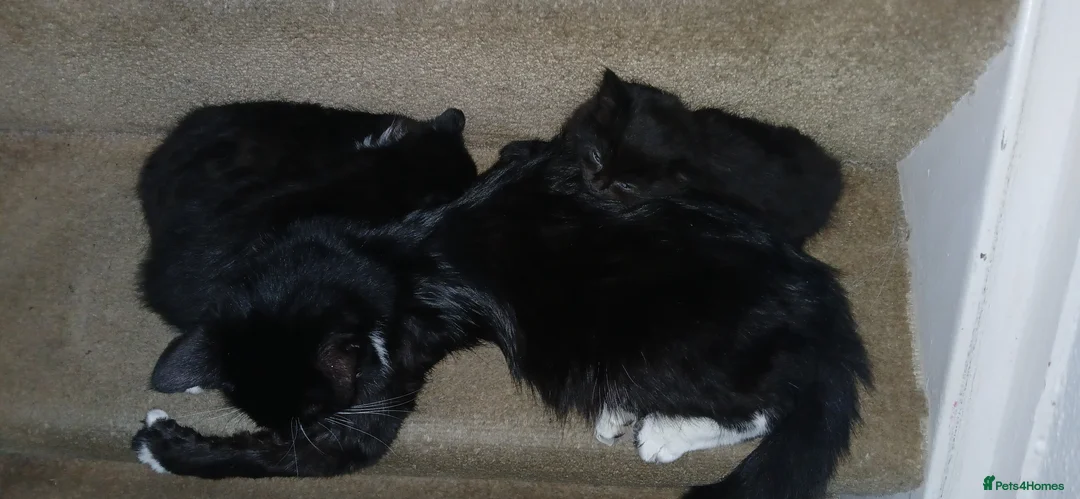 Mixed Breed cats for sale: 3 loveable kittens in Aylesbury - Advert 1