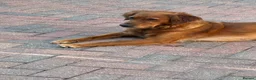 Golden Retriever dogs for sale:  Beautiful red golden retrievers 2 girls  2 boys - Advert 30