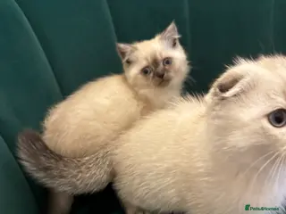 Scottish Fold cats Purebred Chinchilla Scottish Fold Kittens 🐾 - Advert 9