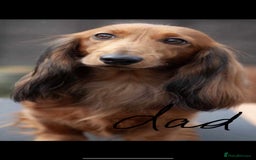 Miniature Dachshund dogs for sale: Mini long hair dapple dachshunds - Image 7