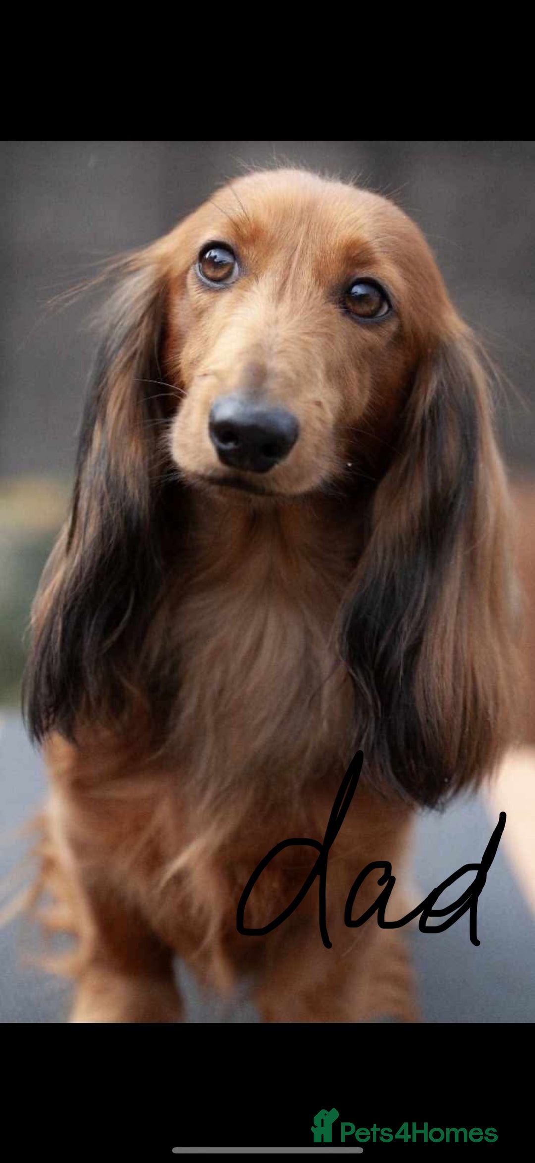 Miniature Dachshund dogs for sale: Mini long hair dapple dachshunds - Image 7