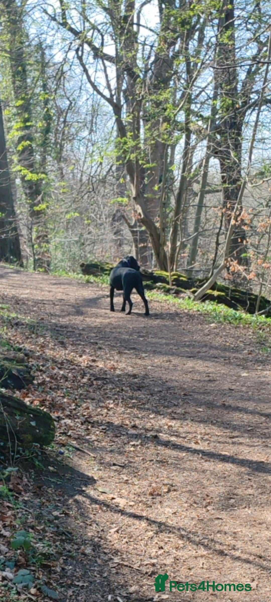 Cane Corso dogs for sale: Cane Corso  - Advert 27