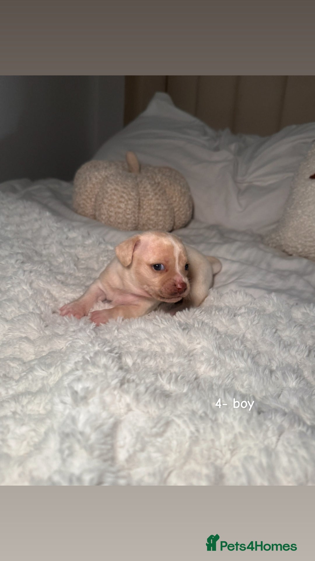 Chiweenie dogs for sale: chiweenie (dachshund x chihuahua) puppies - Image 13