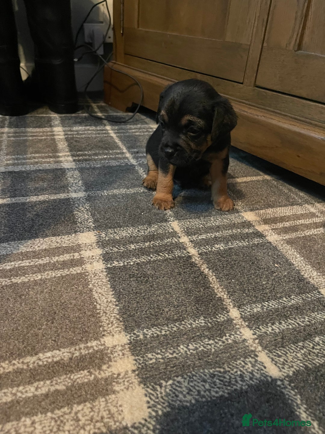 Border Terrier dogs for sale: Border Terrier Pups - Advert 22