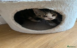 Mixed Breed cats for sale: Fluffy,bengal mixed,energetic kittens - Image 3