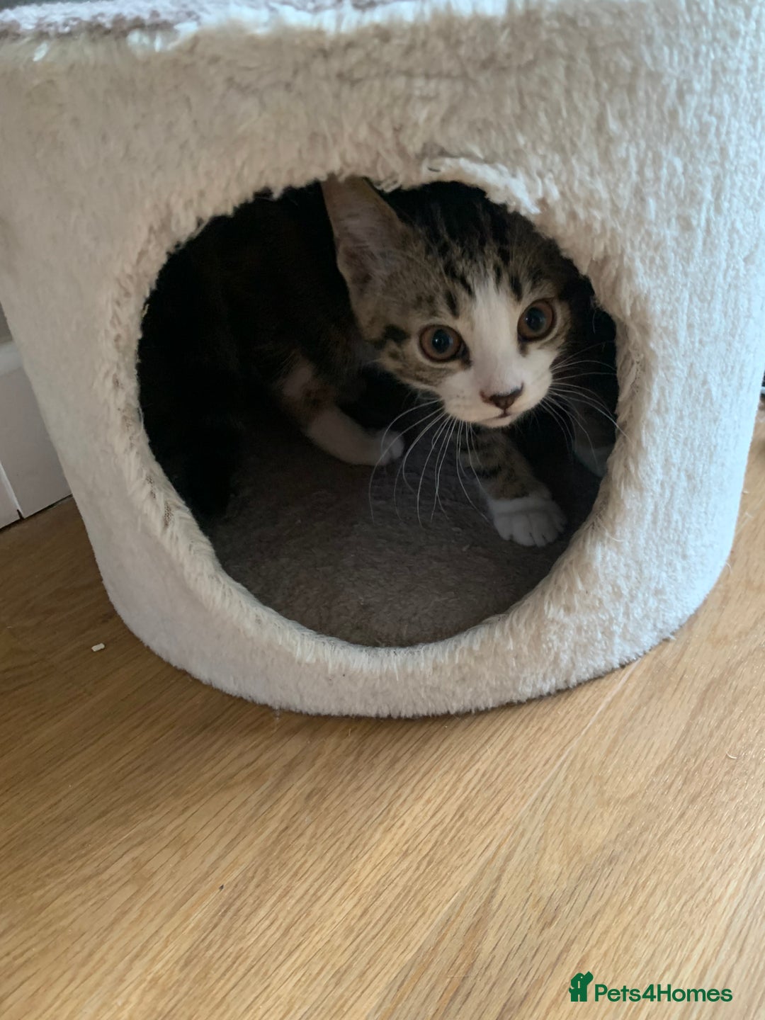 Mixed Breed cats for sale: Fluffy,bengal mixed,energetic kittens - Image 3