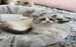 Ragdoll cats for sale: Blue Bicolor kittens 😸  - Image 9