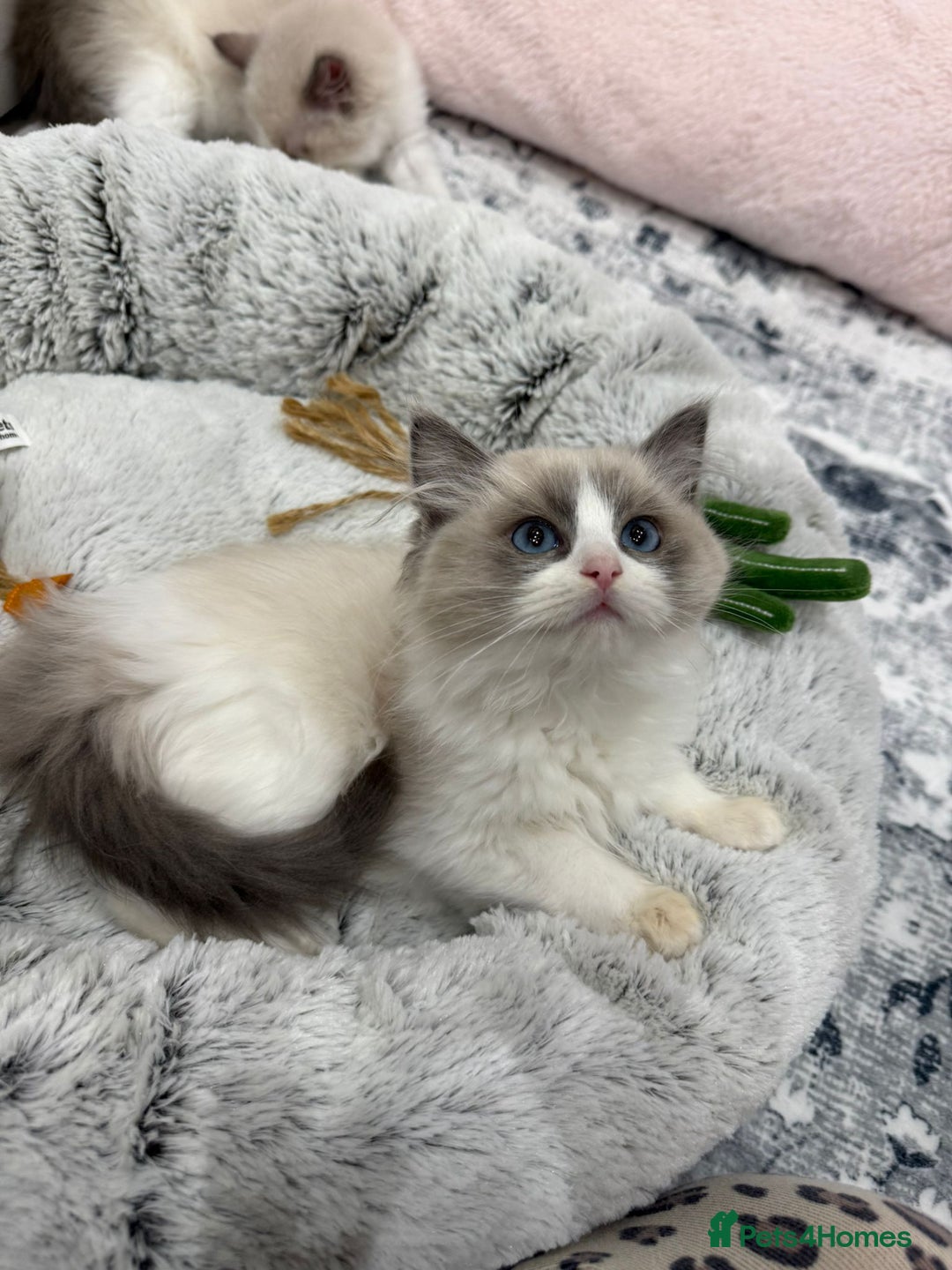 Ragdoll cats for sale: Blue Bicolor kittens 😸  - Image 9