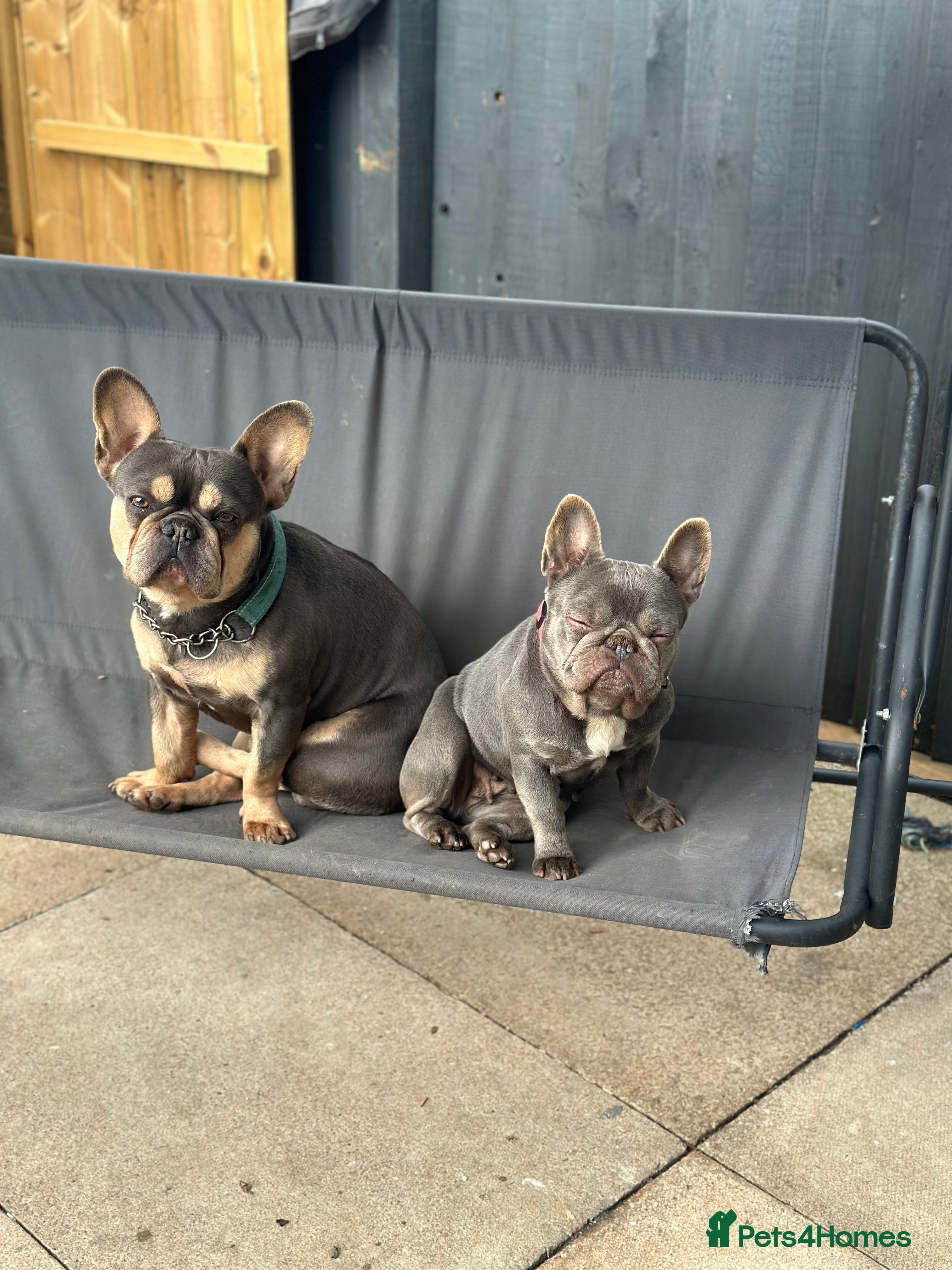 French Bulldog dogs Beautiful frenchies  - Advert 4