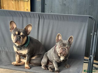 French Bulldog dogs Beautiful frenchies - Advert 11