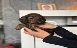 Dachshund dogs for sale: Miniature long hair dachshunds - Image 5