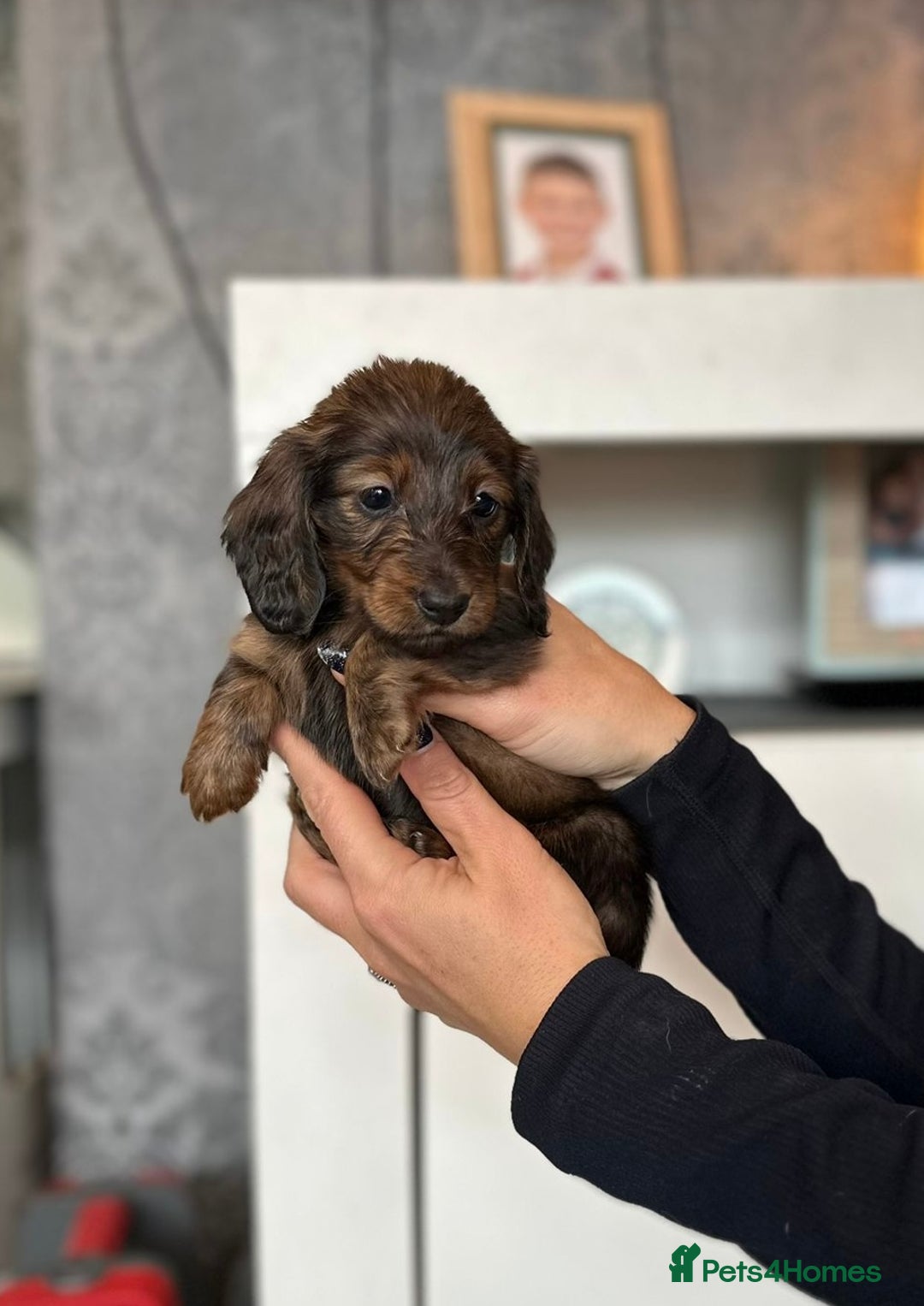 Dachshund dogs for sale: Miniature long hair dachshunds - Image 5