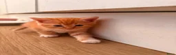 Mixed Breed cats for sale: Beautiful kittens looking for ever homes  - Advert 6