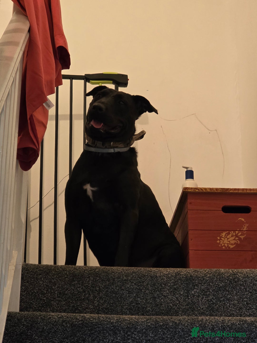 Mixed Breed dogs for sale: English Terrier/Cane Corso 2 year old. - Image 4