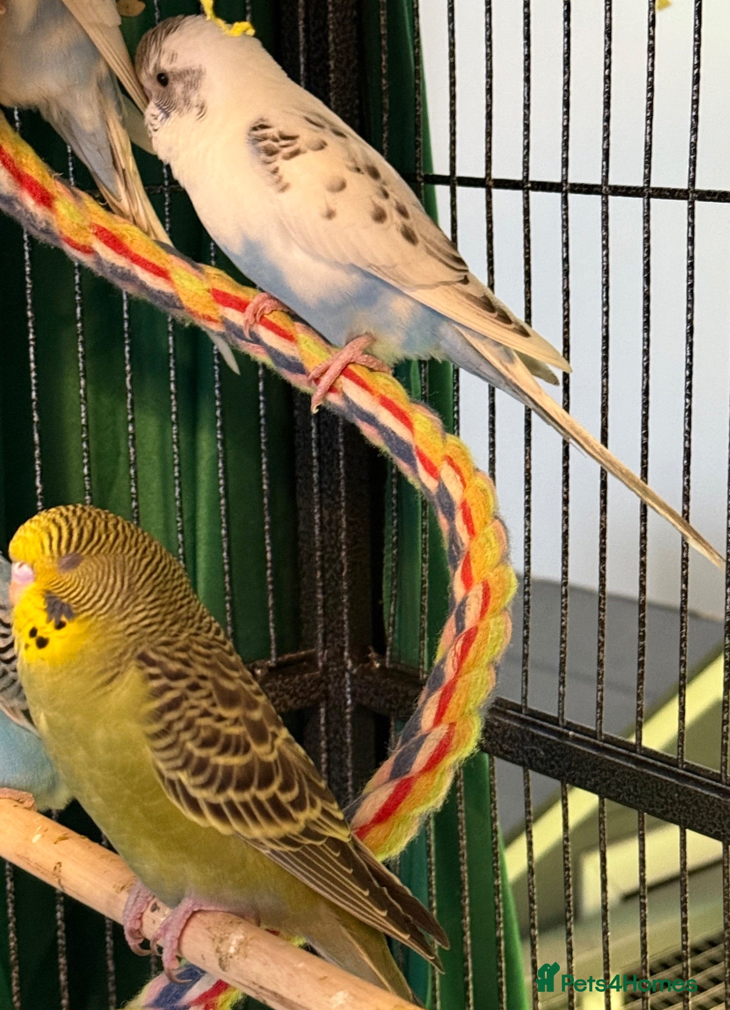 Budgerigars birds Pair  9 week old baby budgies   - Advert 1
