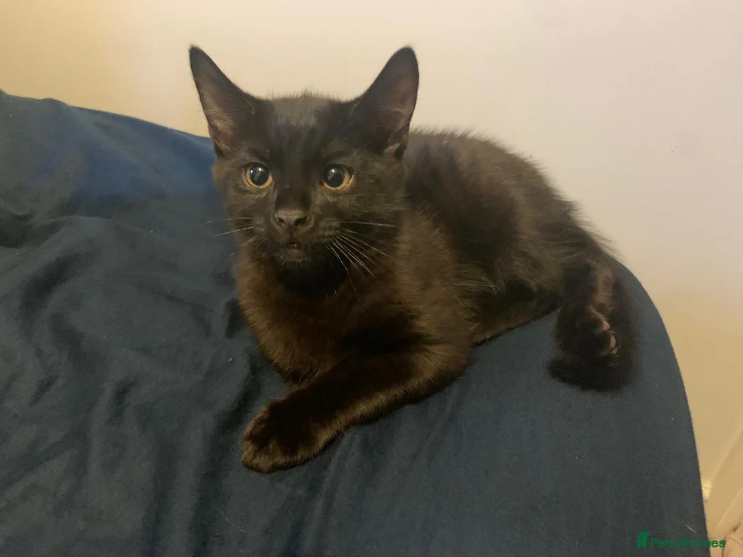 Mixed Breed cats for sale: Beautiful Boy - patiently waiting for forever home - Advert 13
