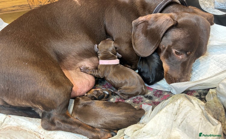 Dachshund dogs - Advert 5