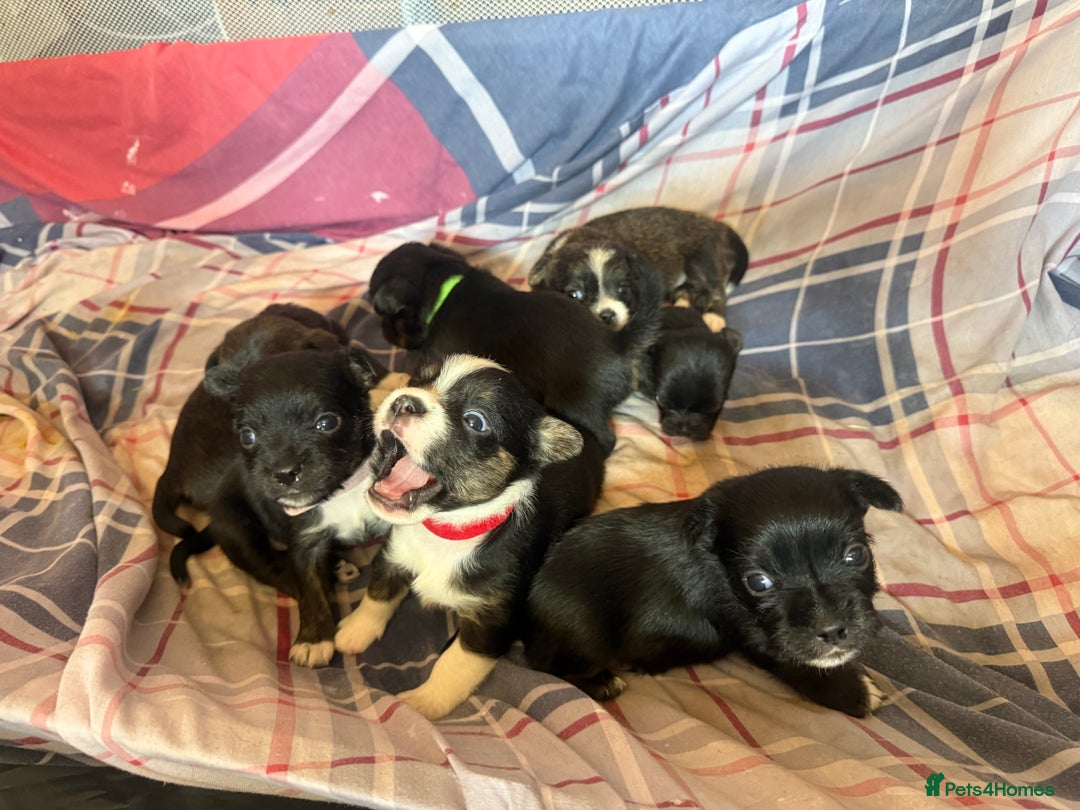 Mixed Breed dogs for sale: Lhasa Apso Cross - Image 10