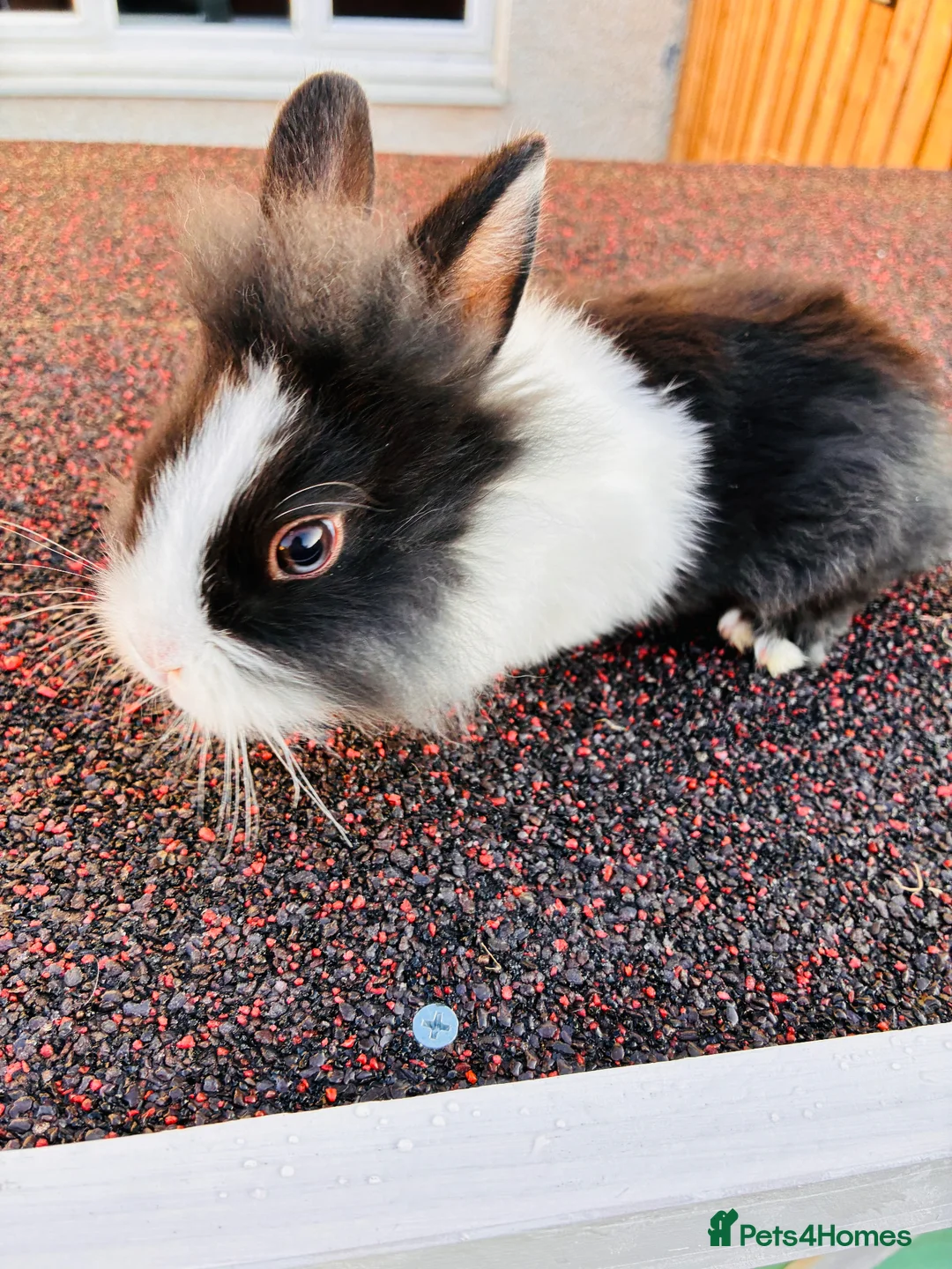 Lionhead rabbits for sale: lion heads for sale  - Advert 2