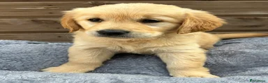 Golden Retriever 3