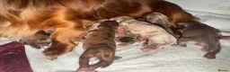 Miniature Dachshund dogs for sale: Long hair miniature dachshund  - Advert 16