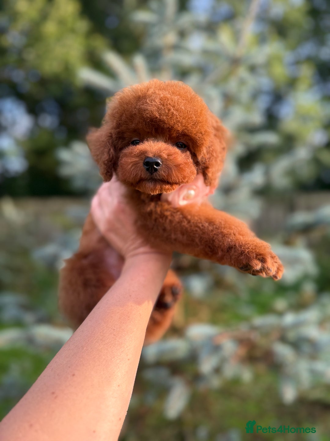 Toy Poodle dogs for sale: Asian teddy face toy poodles boys - Image 27